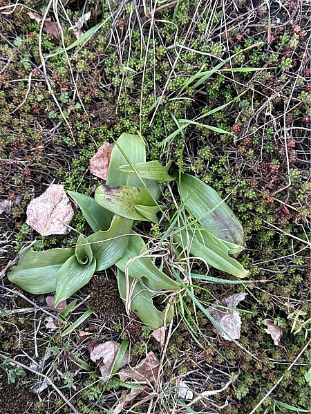 Himantoglossum robertianum  - Jerome Brunet