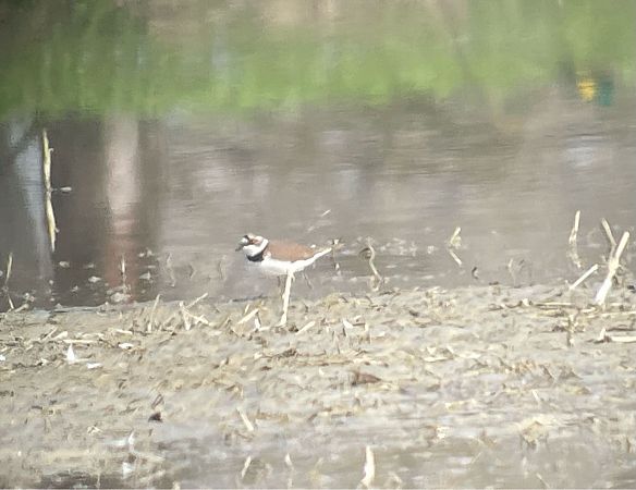 Corriere piccolo  - Davide Aldi