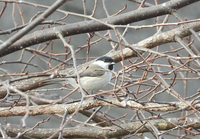 sikora uboga  - Adrian Dudkiewicz