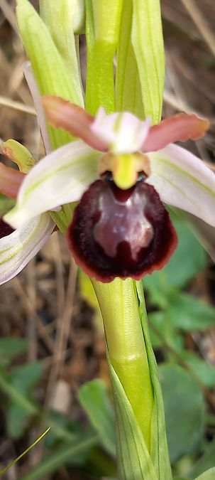 Ophrys araneola  - Gerard Chassan
