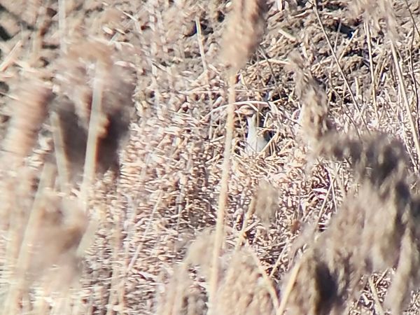 kuropatwa  - Rafał Walczybok