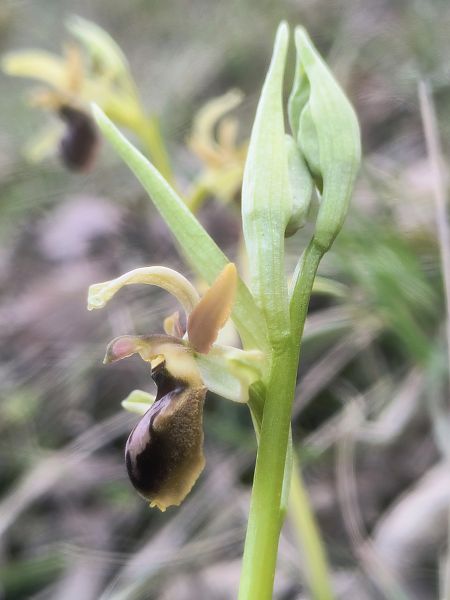 Ophrys araneola  - Pimprenelle Ducati