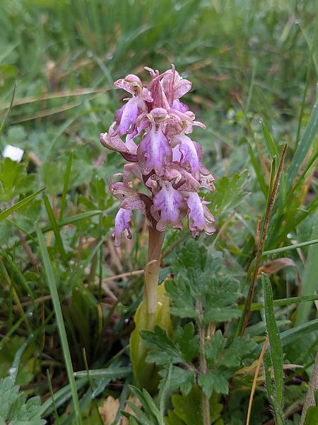 Himantoglossum robertianum  - Pierre Alexandre