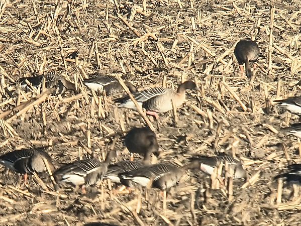 gęś krótkodzioba  - Michał Białek