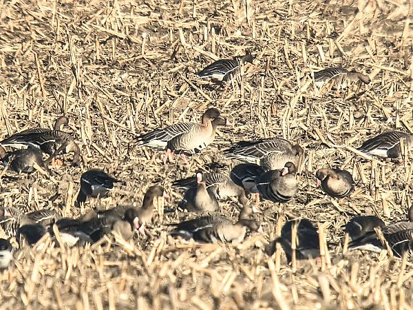 gęś krótkodzioba  - Michał Białek