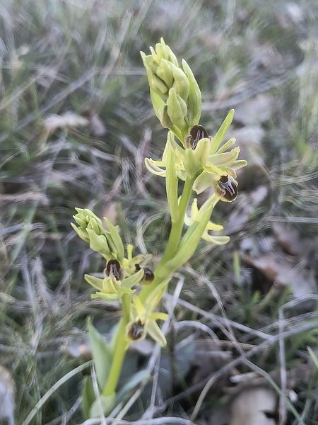 Ophrys litigiosa  - Pimprenelle Ducati