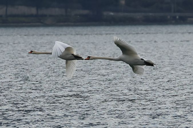 Cigno reale  - Adelfina Aldrovandi