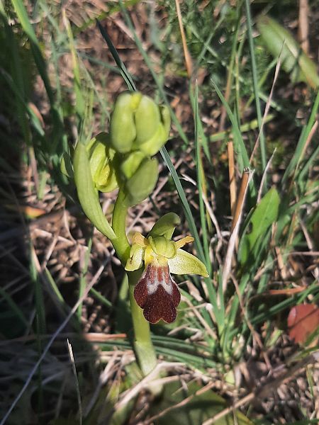 Ophrys marmorata  - Arthur Vignaud