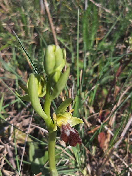Ophrys marmorata  - Arthur Vignaud
