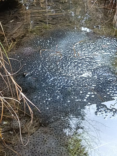 Rana temporaria  - Andrea Lombardo