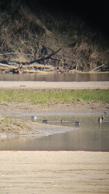 cyranka  - Anna Kamilewicz-Wicik