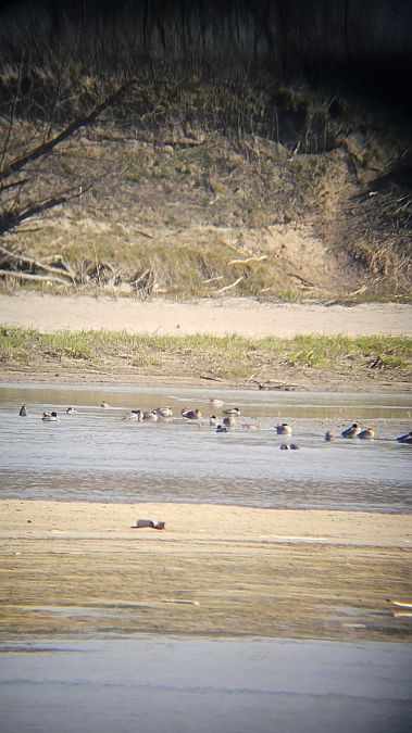 Knäkente  - Anna Kamilewicz-Wicik