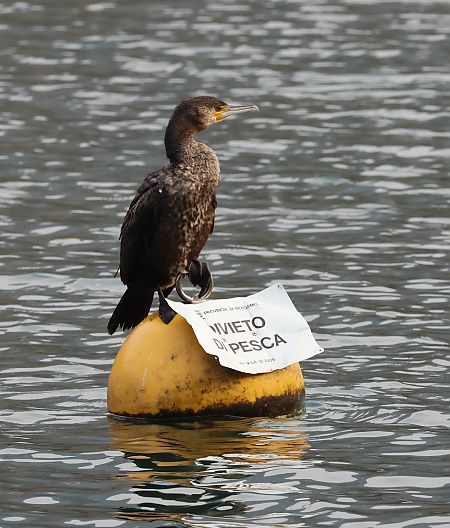 Cormorano  - Adelfina Aldrovandi