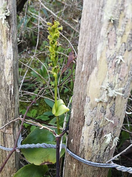 Gennaria diphylla  - Richard Fay