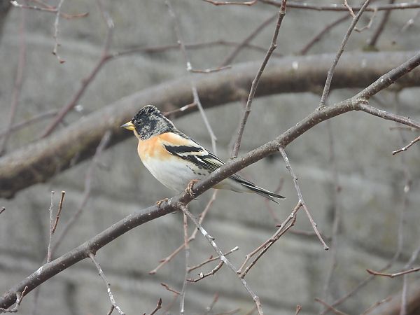 Bergfink  - Adrian Dudkiewicz