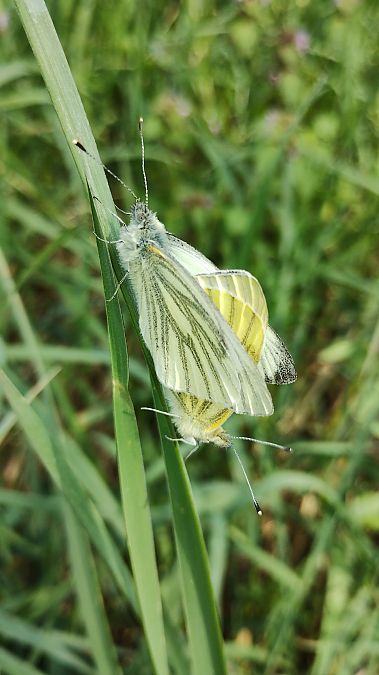 Pieris napi  - Marco Cortemiglia