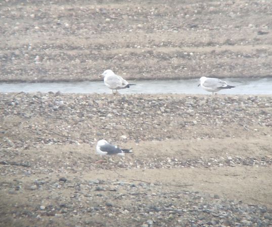 mewa żółtonoga (ssp. fuscus)  - Tomasz Zarzycki