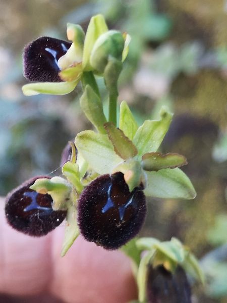 Ophrys panormitana var. praecox  - Richard Fay