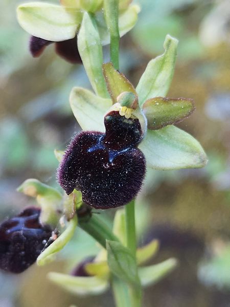 Ophrys panormitana var. praecox  - Richard Fay
