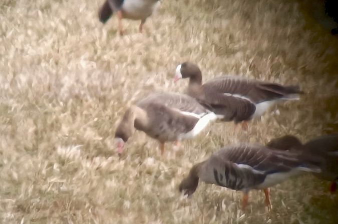 gęś mała  - Michał Polakowski