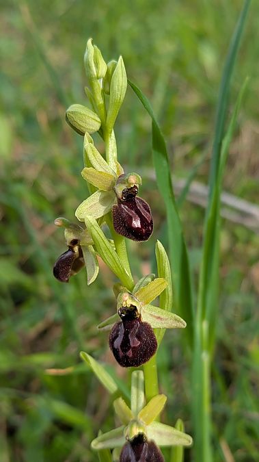 Ophrys arachnitiformis  - Frank Dhermain