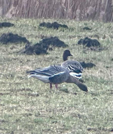 gęś krótkodzioba  - Krzysztof Lis