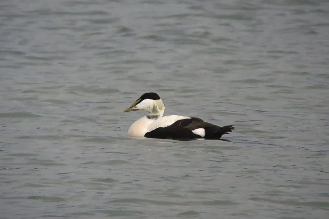 Eider à duvet  - Stefan Blassnig