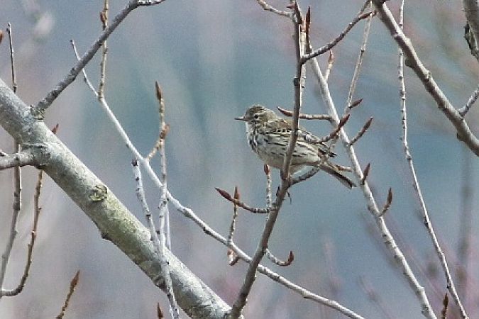 Wiesenpieper  - Stefano Sava
