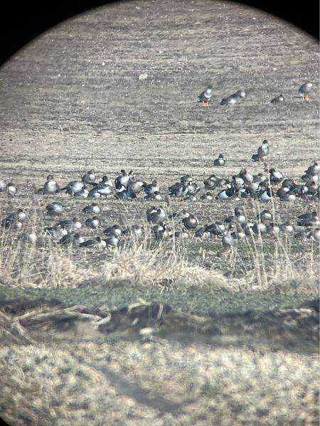 Bernache nonnette  - Krzysztof Lis