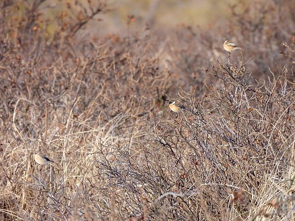 Schwarzkehlchen  - Natalia Gorczowska