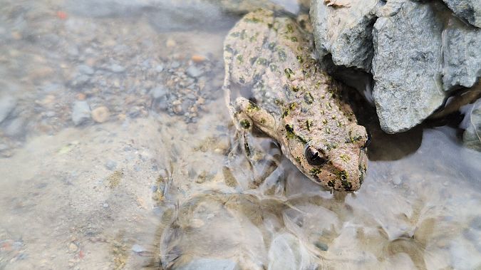 Pelodite punteggiato  - Renato Cottalasso