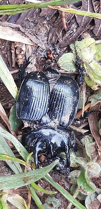 Typhaeus typhoeus  - Michele Cento