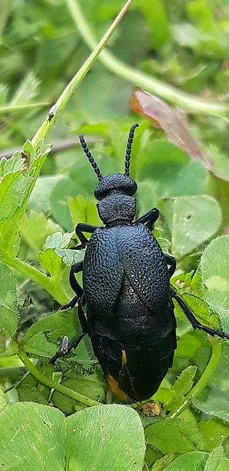 Meloe proscarabaeus  - Michele Cento