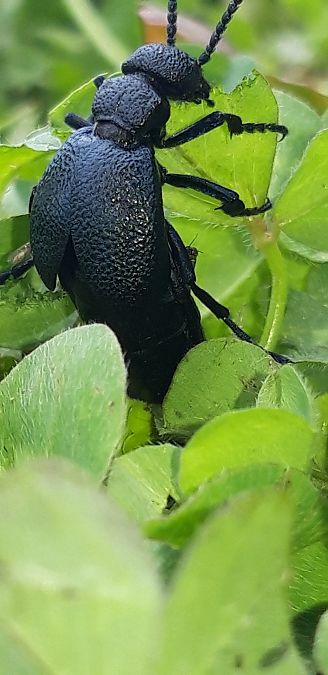 Meloe proscarabaeus  - Michele Cento