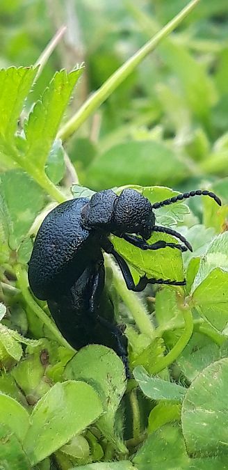 Meloe proscarabaeus  - Michele Cento
