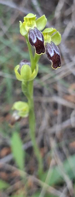 Ophrys delforgei 