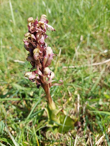Himantoglossum robertianum  - Bernard Sonnerat