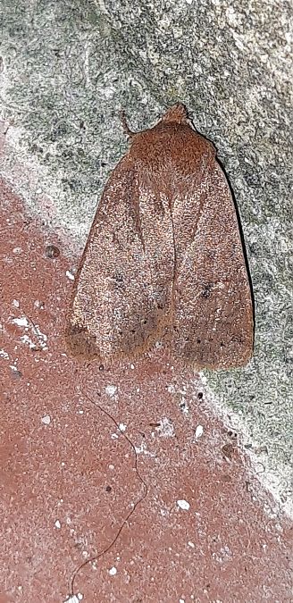 Conistra vaccinii  - Michele Cento