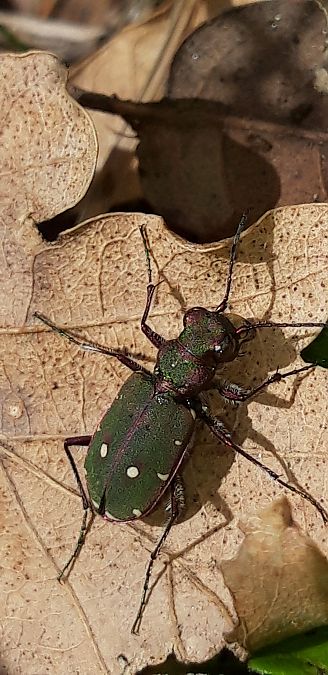 Cicindela campestris  - Michele Cento