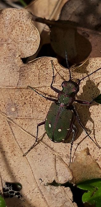 Cicindela campestris  - Michele Cento