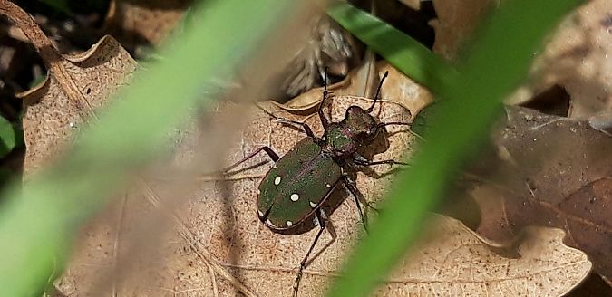 Cicindela campestris  - Michele Cento