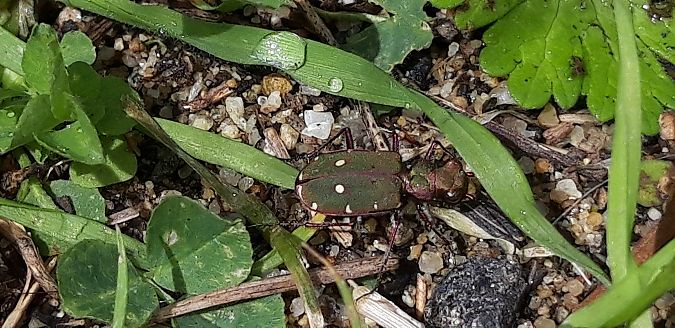 Cicindela campestris  - Michele Cento