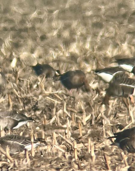 Oie à bec court  - Krzysztof Lis