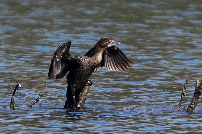 Cormoran pygmée  - Viehböck Helga