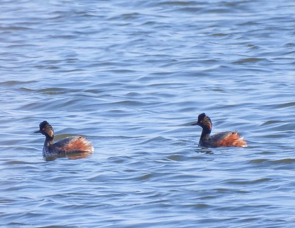 zausznik  - Natalia Gorczowska