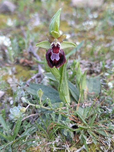 Ophrys provincialis  - Frank Dhermain