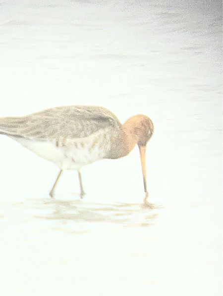 Barge à queue noire  - Herta Mangeng