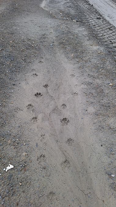 Lupo  - Renato Cottalasso