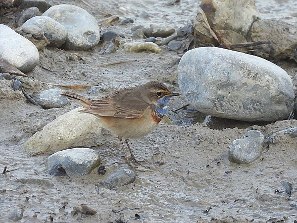 Pettazzurro  - Enrico Carta