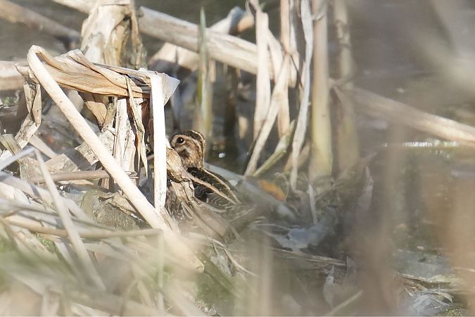 Beccaccino  - Florian Gasser